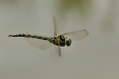 David Plant Photography - Wildlife Photography - Southern hawker - C